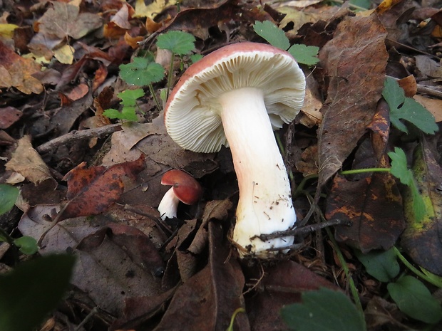 plávka Russula sp.