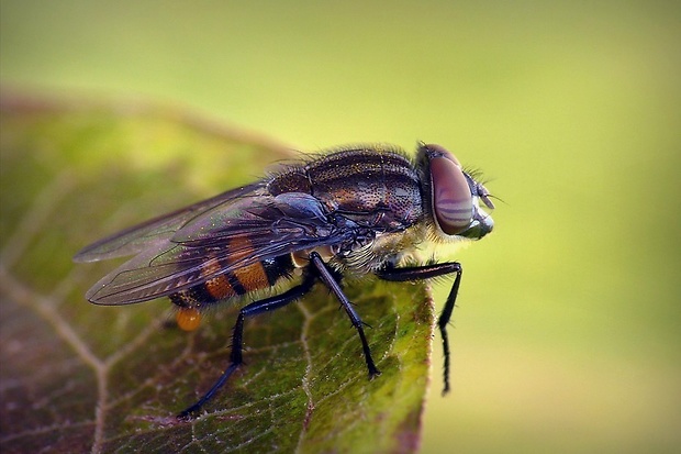 bzučivka (sk) / (cz) Stomorhina lunata Fabricius, 1805