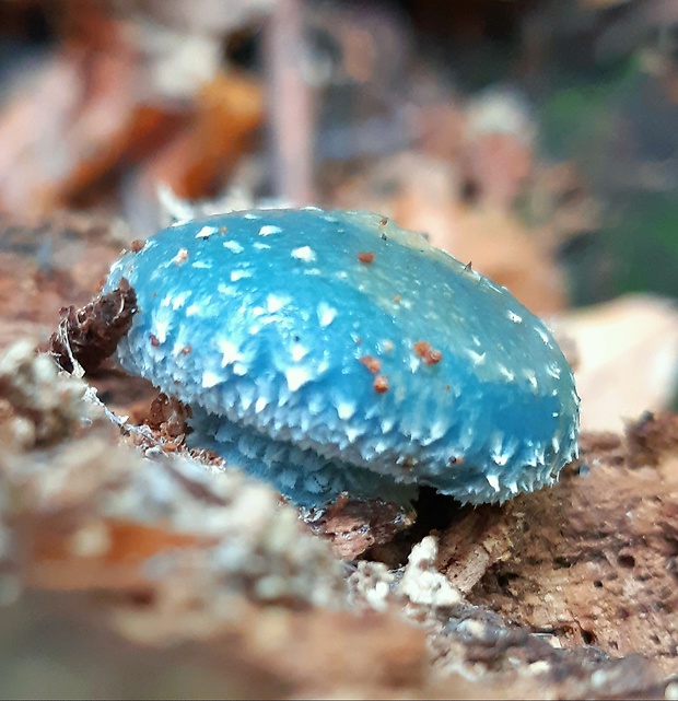 golierovka zelenkastá Stropharia aeruginosa (Curtis) Quél.