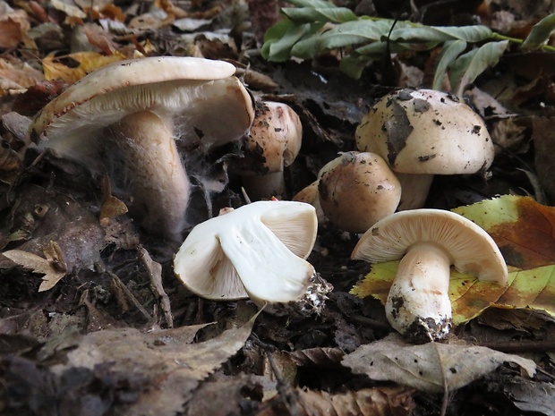 čírovka topoľová Tricholoma populinum J.E. Lange