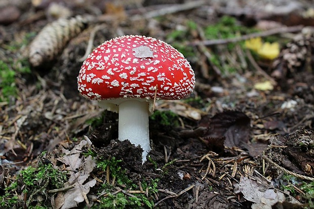 muchotrávka červená Amanita muscaria (L.) Lam.