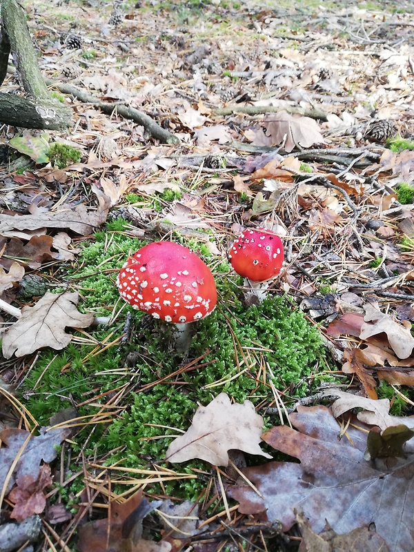 muchotrávka červená Amanita muscaria (L.) Lam.