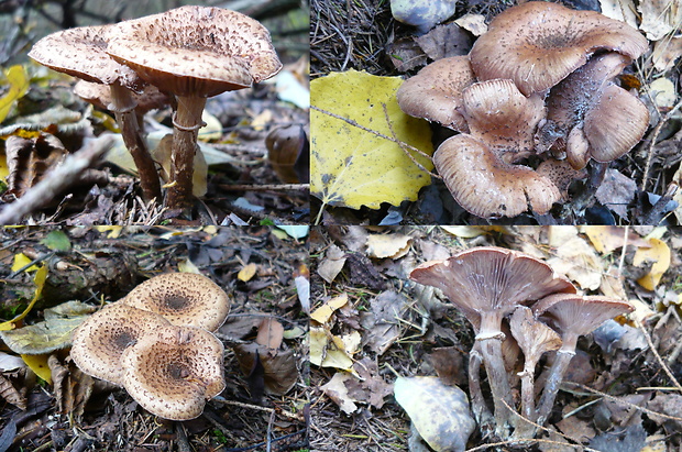 podpňovka Armillaria sp.