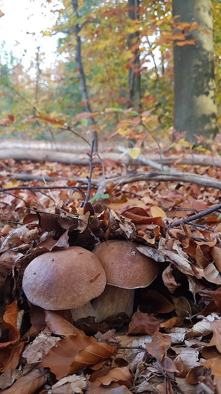 hríb smrekový Boletus edulis Bull.