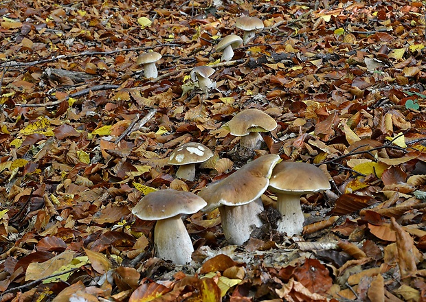 hríb smrekový Boletus edulis Bull.