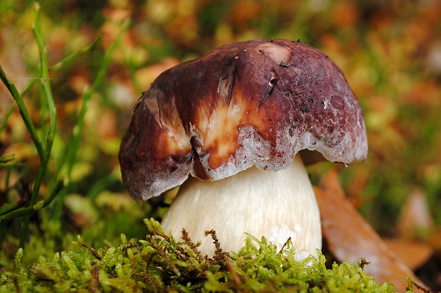 hríb sosnový Boletus pinophilus Pil. et Dermek in Pil.