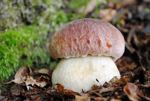 hríb sosnový Boletus pinophilus Pil. et Dermek in Pil.