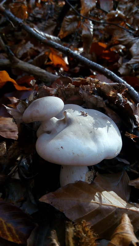 strmuľka inovaťová Clitocybe nebularis (Batsch) P. Kumm.