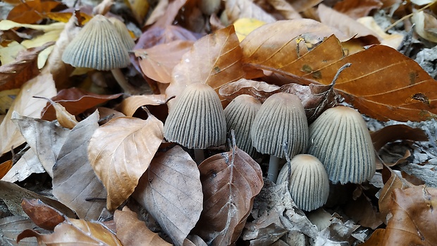 hnojník Coprinellus sp.