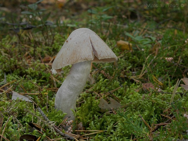 pavučinovec inovaťový Cortinarius caperatus (Pers.) Fr.