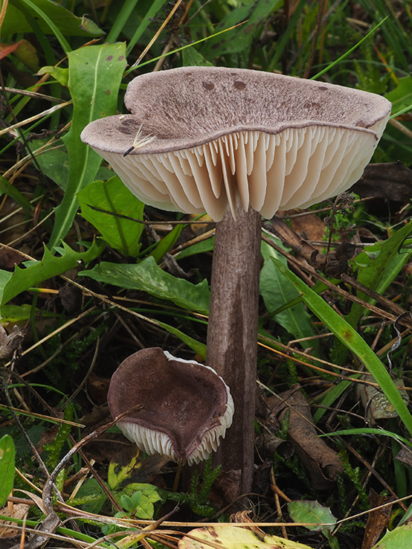 hodvábnica porfýrová Entoloma porphyrophaeum (Fr.) P. Karst.