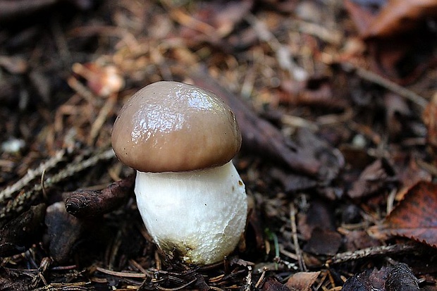 sliziak mazľavý Gomphidius glutinosus (Schaeff.) Fr.