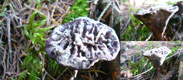 jelenkovka Hydnellum sp.