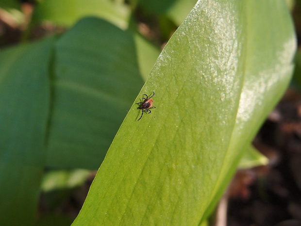 kliešť obyčajný Ixodes ricinus