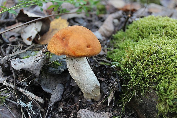 kozák osikový Leccinum albostipitatum den Bakker & Noordel.