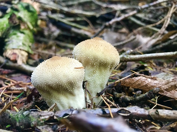 prášnica bradavičnatá Lycoperdon perlatum Pers.