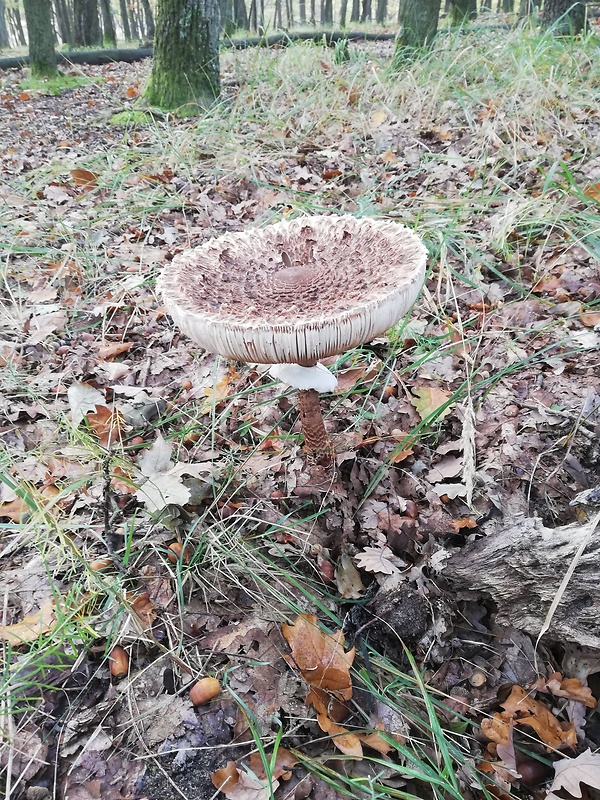 bedľa vysoká Macrolepiota procera (Scop.) Singer