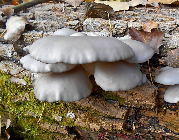 hliva ustricovitá Pleurotus ostreatus (Jacq.) P. Kumm.