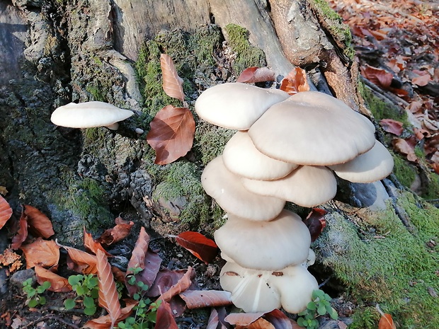 hliva buková Pleurotus pulmonarius (Fr.) Quél.