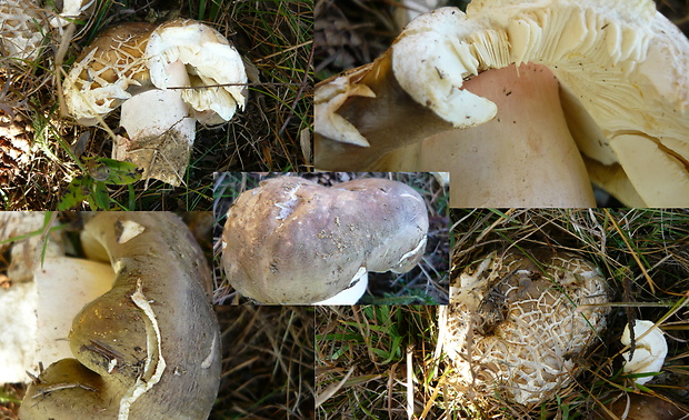 plávka Russula sp.