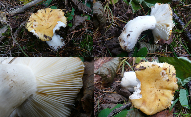 plávka Russula sp.