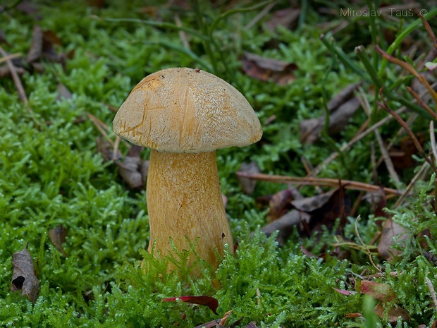 masliak strakatý Suillus variegatus (Sw.) Kuntze