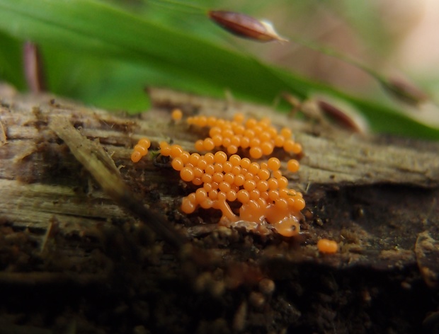 vlasnačka Trichia sp.