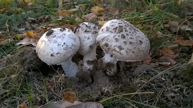 muchotravka siskovita amanita strobiliformis Gonn. & Rabenh.