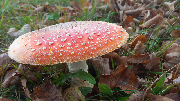 muchotrávka červená Amanita muscaria (L.) Lam.