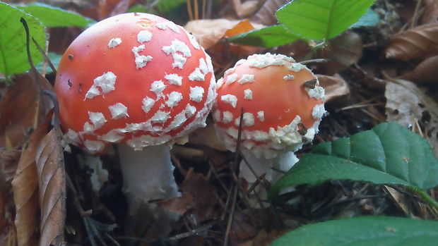 muchotrávka červená Amanita muscaria (L.) Lam.