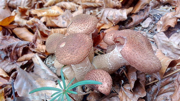 podpňovka obyčajná Armillaria mellea (Vahl) P. Kumm.