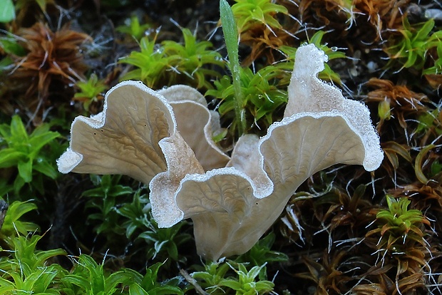 rebrovička lopatkovitá Arrhenia spathulata (Fr.) Redhead