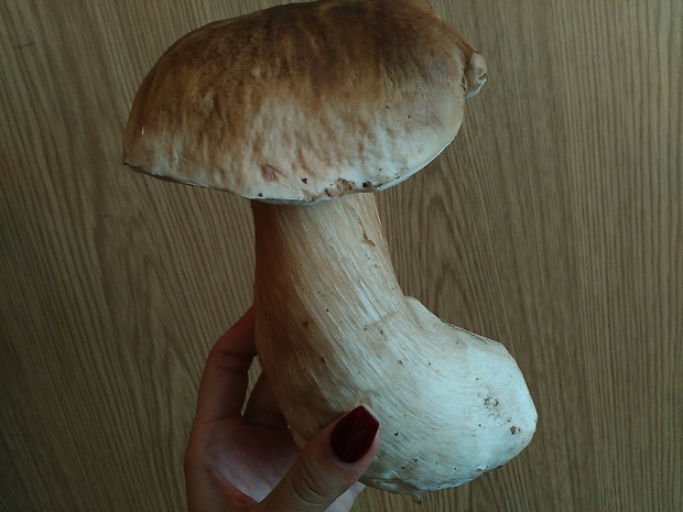 hríb smrekový Boletus edulis Bull.