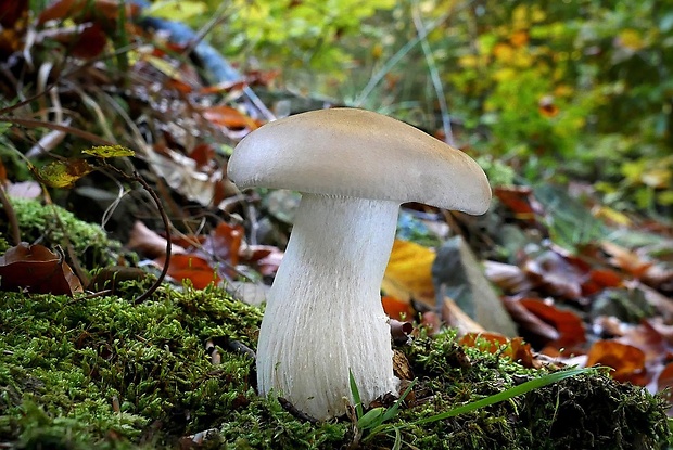 strmuľka inovaťová Clitocybe nebularis (Batsch) P. Kumm.