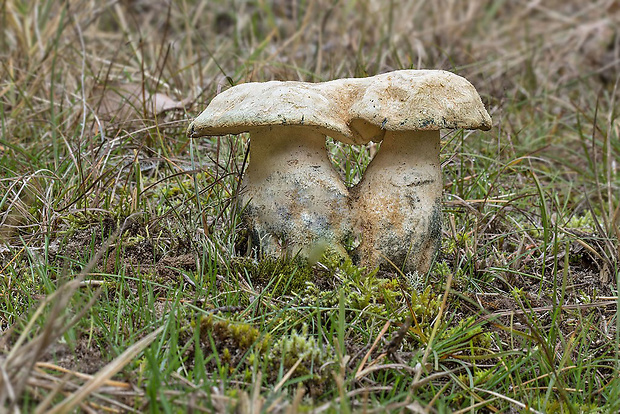 hríbnik modrejúci Gyroporus cyanescens (Bull.) Quél.