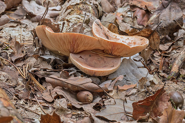 rýdzik žltomliečny Lactarius cf. chrysorrheus Fr.