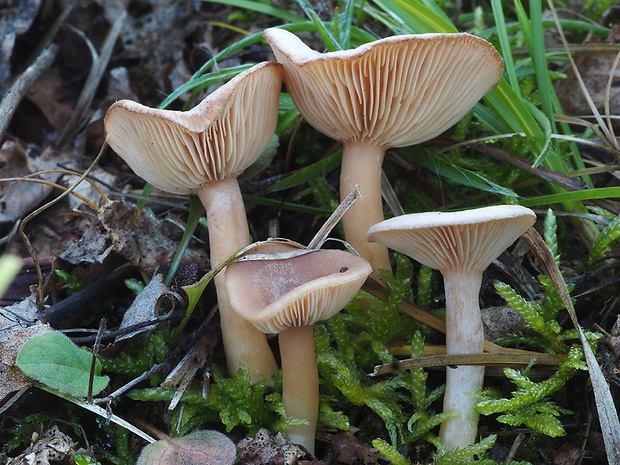 rýdzik voňavý Lactarius glyciosmus (Fr.) Fr.