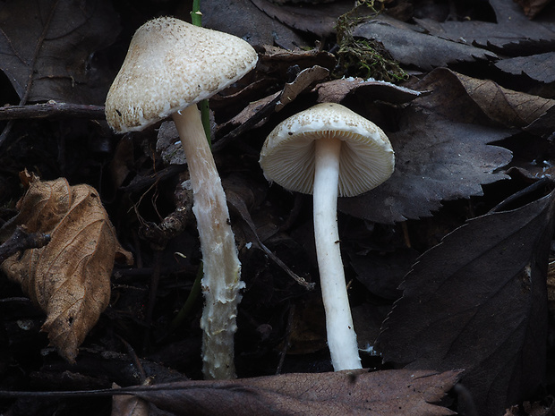 bedlička Grangeova Lepiota cf. grangei (Eyre) Kühner