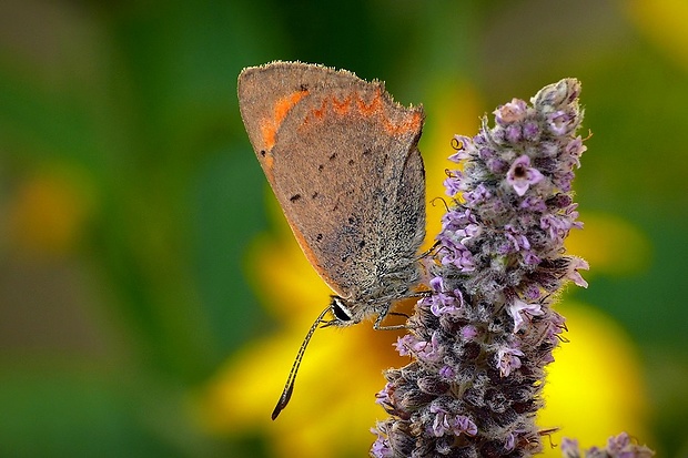 ohniváčik čiernokrídly (sk) / ohniváček černokřídlý (cz) Lycaena phlaeas Linnaeus, 1761