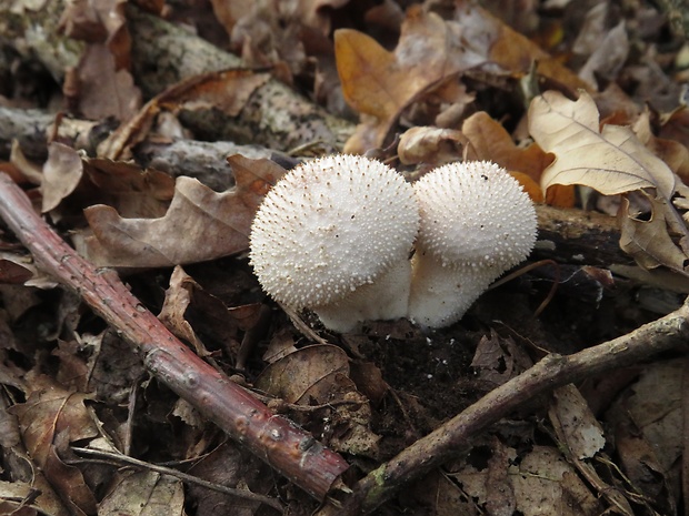 prášnica bradavičnatá Lycoperdon perlatum Pers.