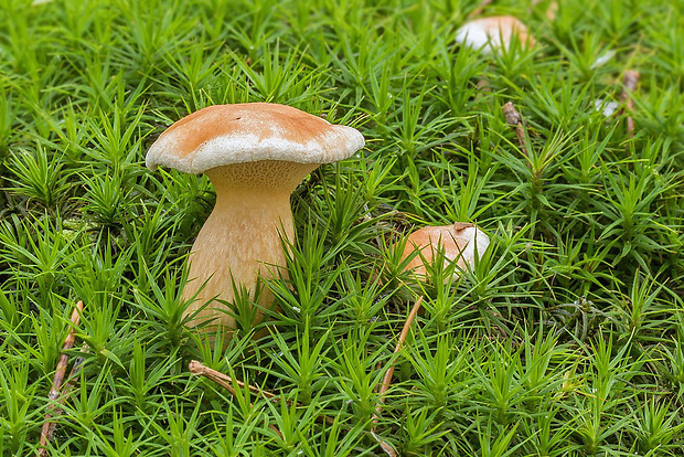 masliak kravský Suillus bovinus (Pers.) Roussel