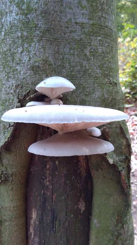 hliva buková Pleurotus pulmonarius (Fr.) Quél.