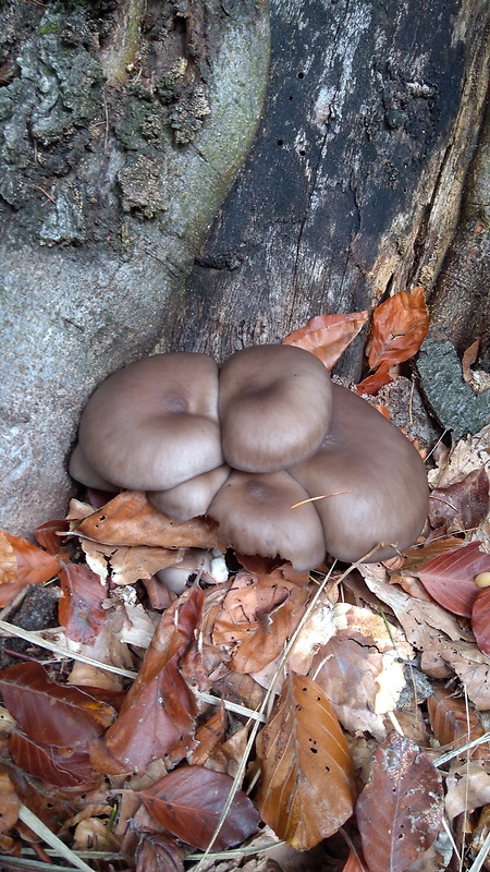 hliva ustricovitá Pleurotus ostreatus (Jacq.) P. Kumm.