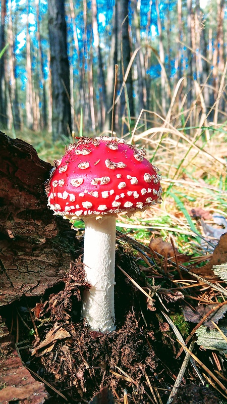 muchotrávka červená Amanita muscaria (L.) Lam.