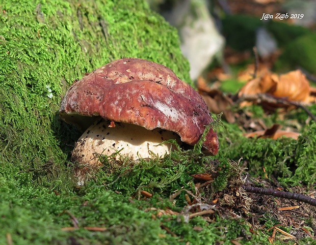 hríb sosnový Boletus pinophilus Pil. et Dermek in Pil.