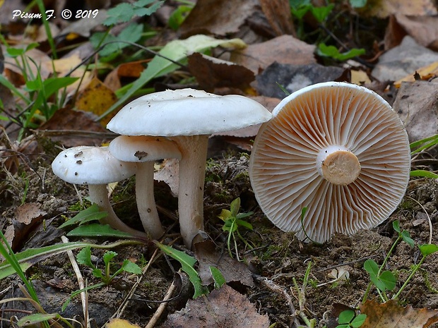 strmuľka Clitocybe sp.