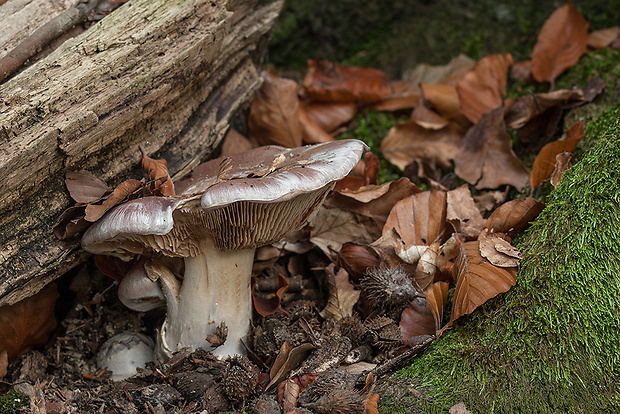 pavučinovec mohutný Cortinarius praestans (Cordier) Gillet