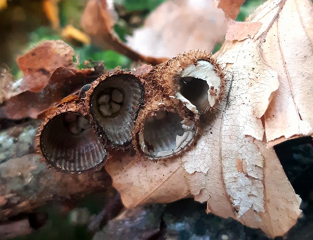 čiaškovec pásikavý Cyathus striatus (Huds.) Willd.