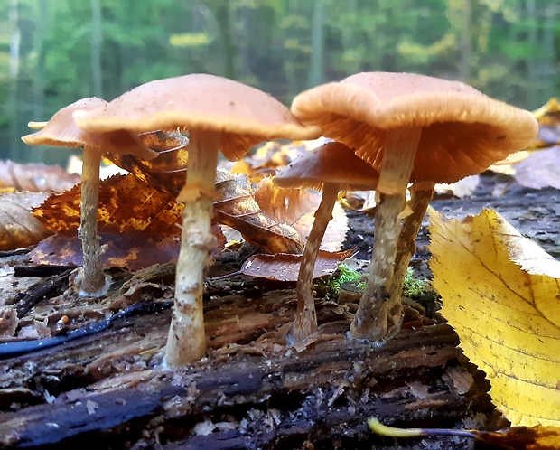 kapucňovka okrovohnedastá Galerina marginata (Batsch) Kühner