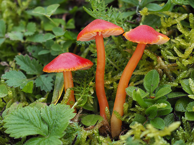 lúčnica šarlátová Hygrocybe coccinea (Schaeff.) P. Kumm.